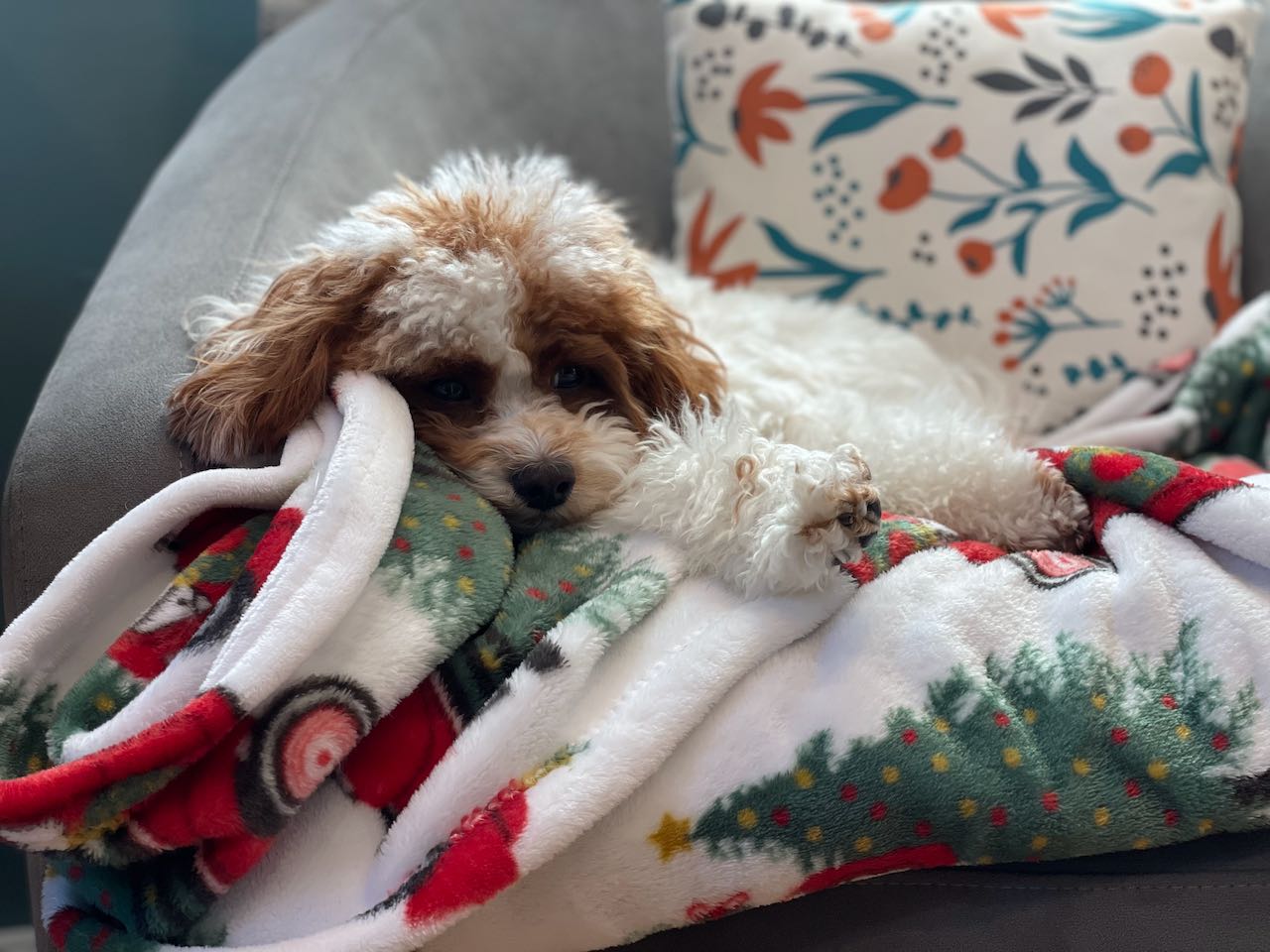 Puppy blanket